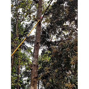 Festel shop tree pruner